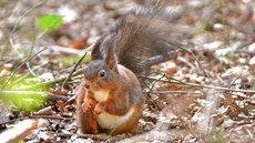 Eichhörnchen (15).jpg